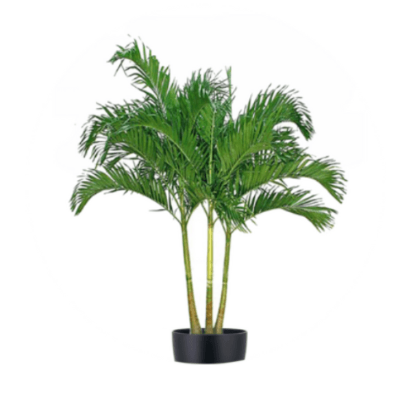 Adonidia Palm Plant