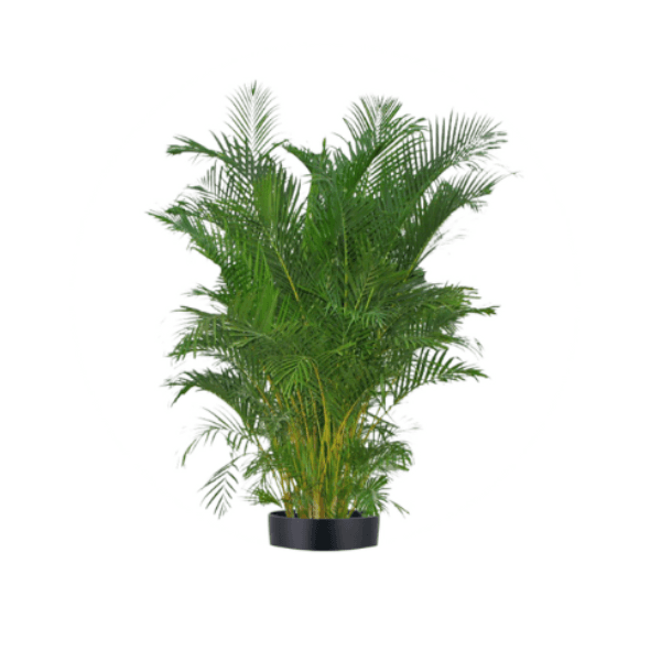 Areca Palm Plant