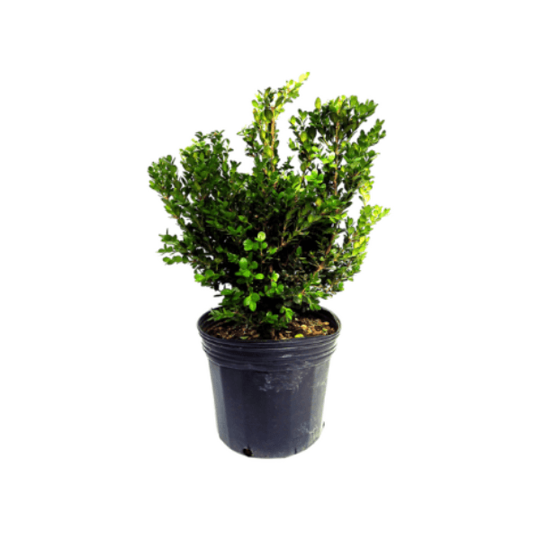 Boxwood Bush Plant
