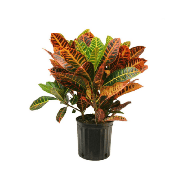 Croton Plant