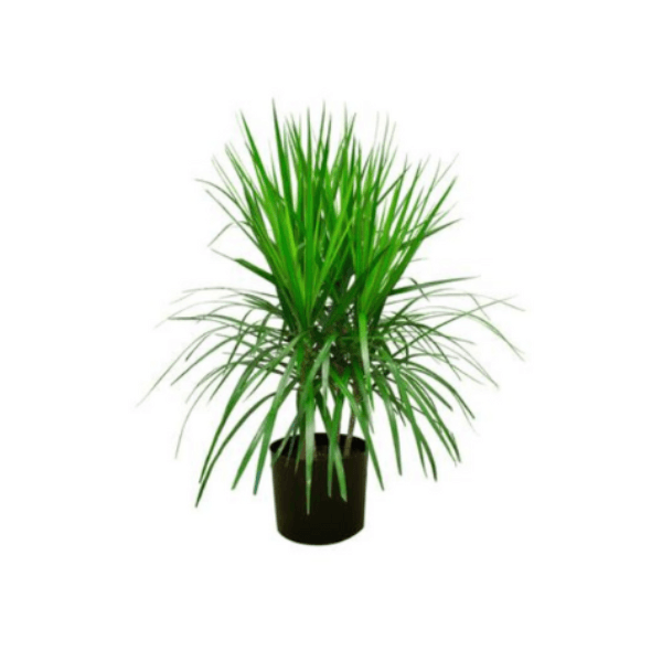 Dracaena Marginata Bush Plant