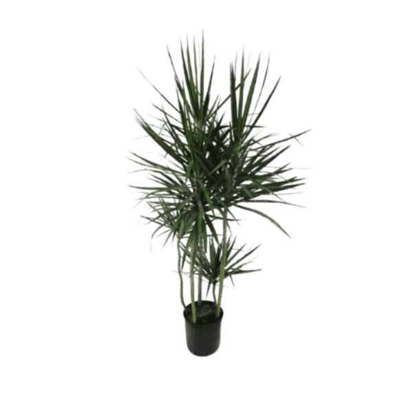 Dracaena Marginata Branched Plant