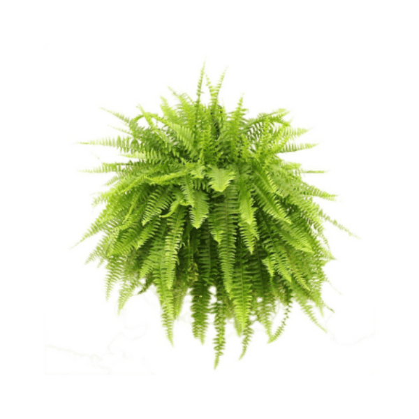 Fern Plant