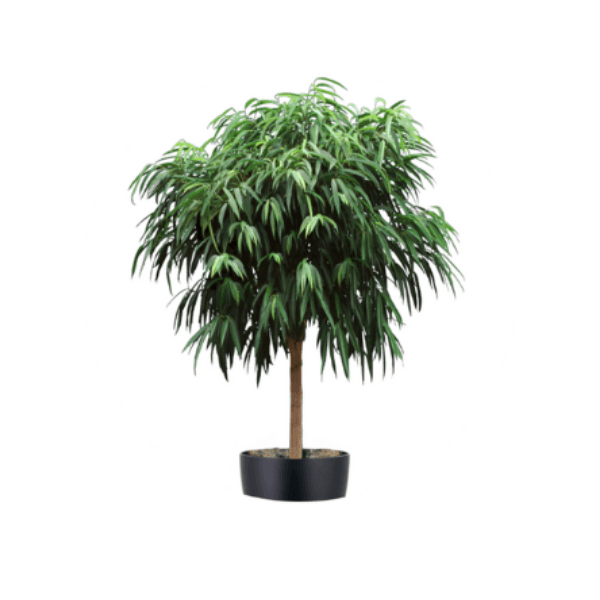 Ficus Alii Plant