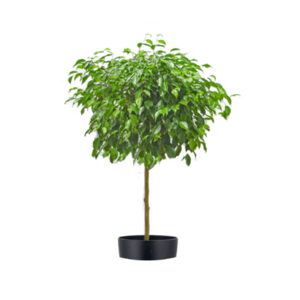 Benjamina Ficus Plant