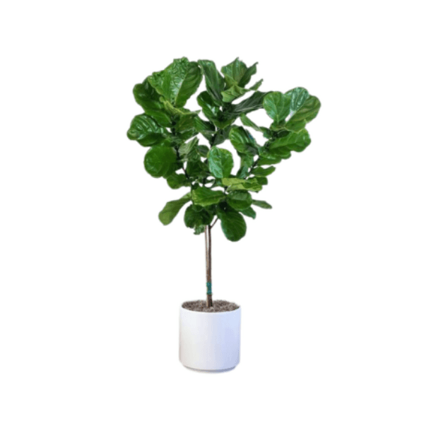 Ficus Lyrata Plant