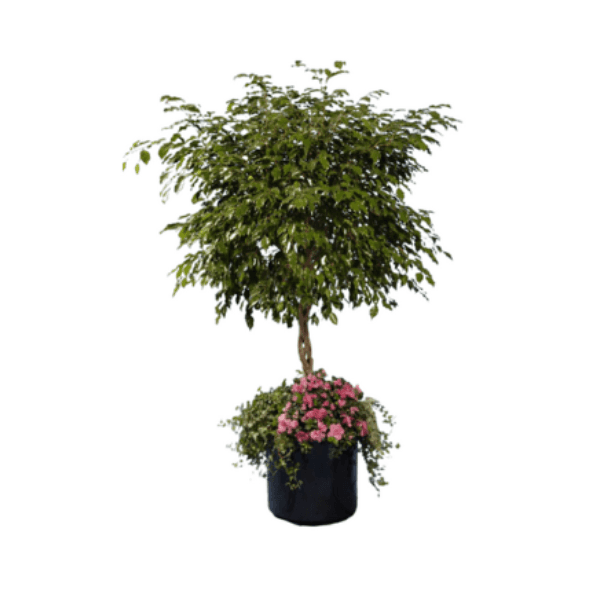 Ficus Tree Plant