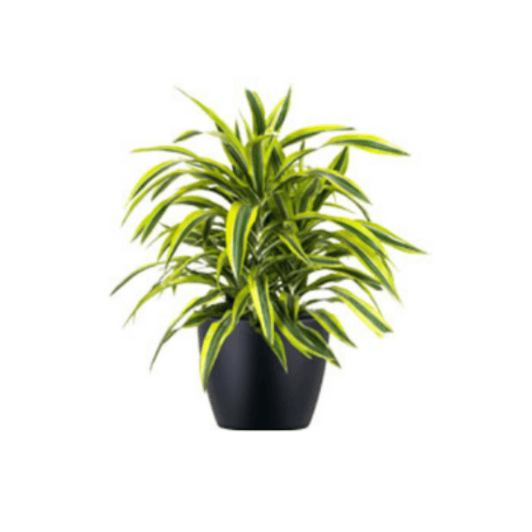 Lemon Lime Dracaena Plant