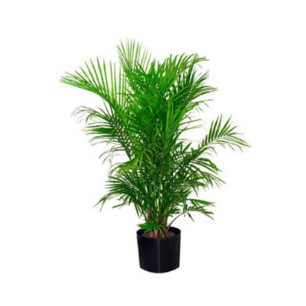 Palm Tree Plant