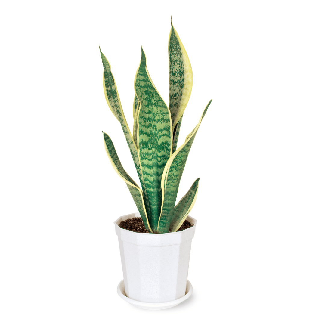 Sansevieria Tabletop Plant