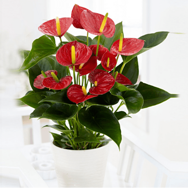Anthurium