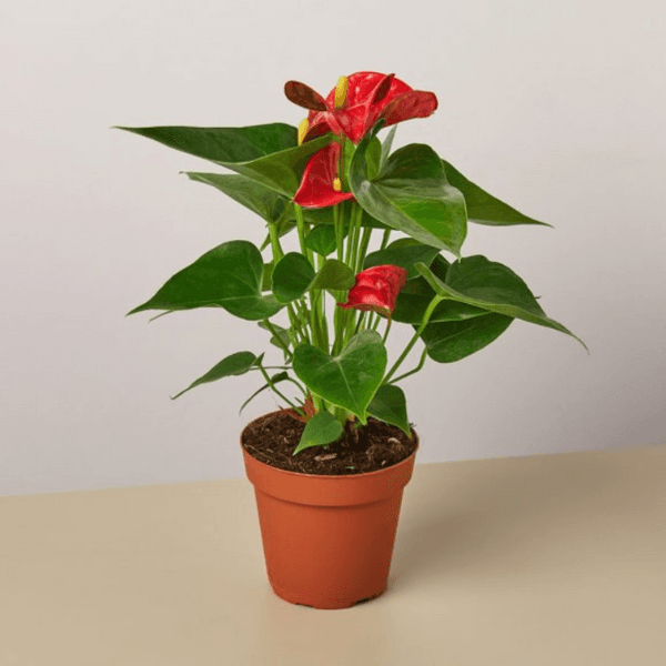 Anthurium 3