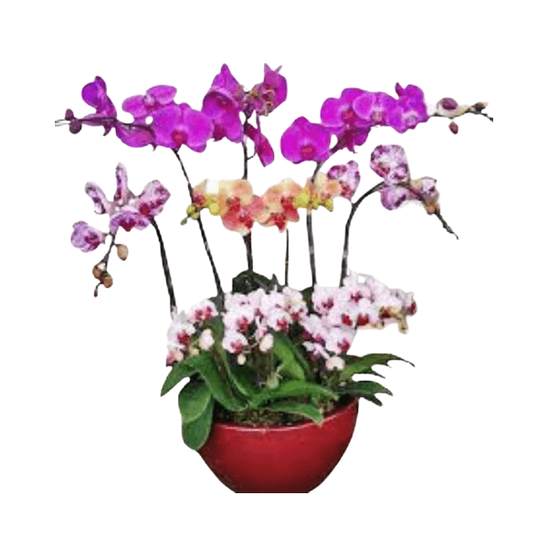 Assorted Orchids