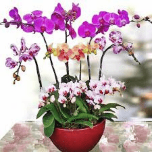Assorted Orchids 2