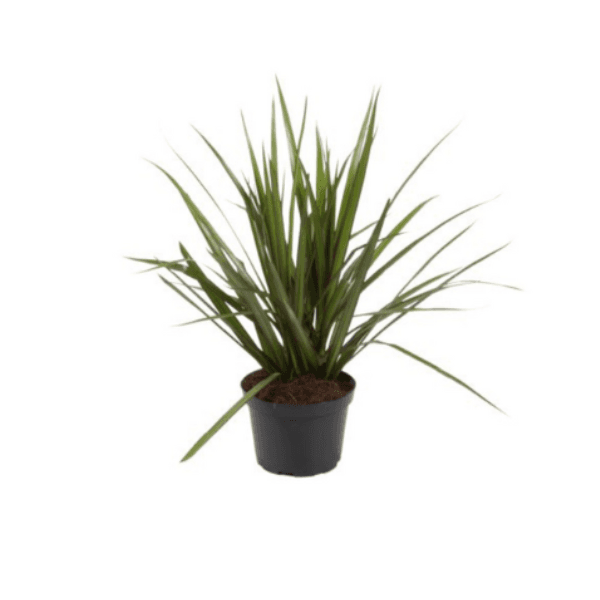 Dracaena Marginata Bush 3