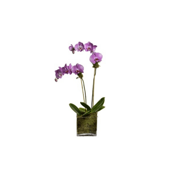 Orchid Double Stem 3