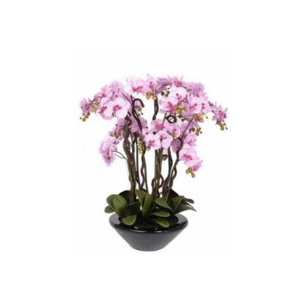 Orchid Planter 5