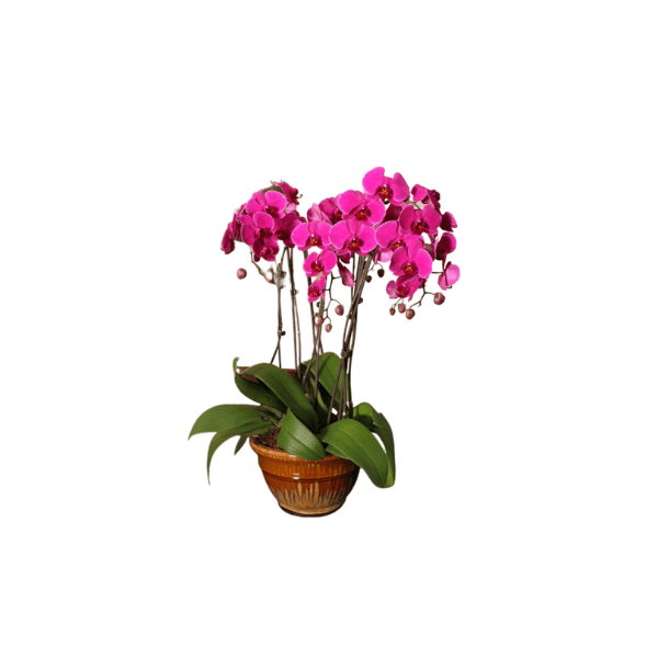 Orchid Planter 4