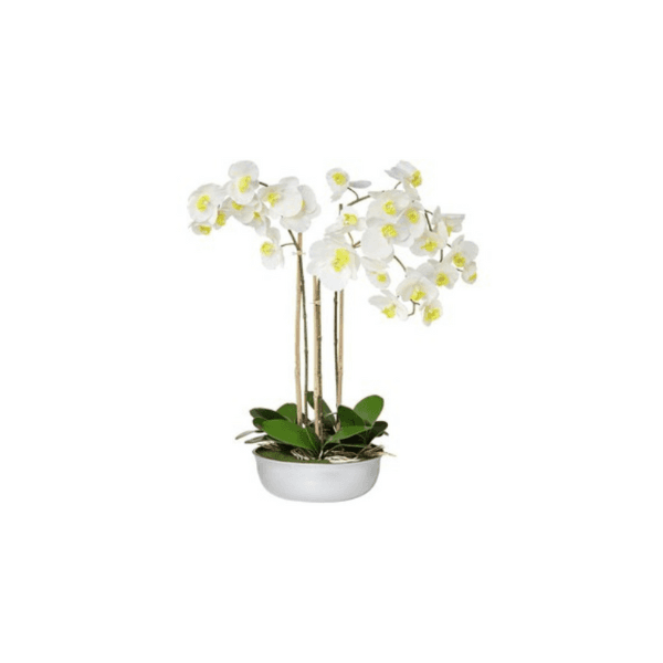 Orchid Planter