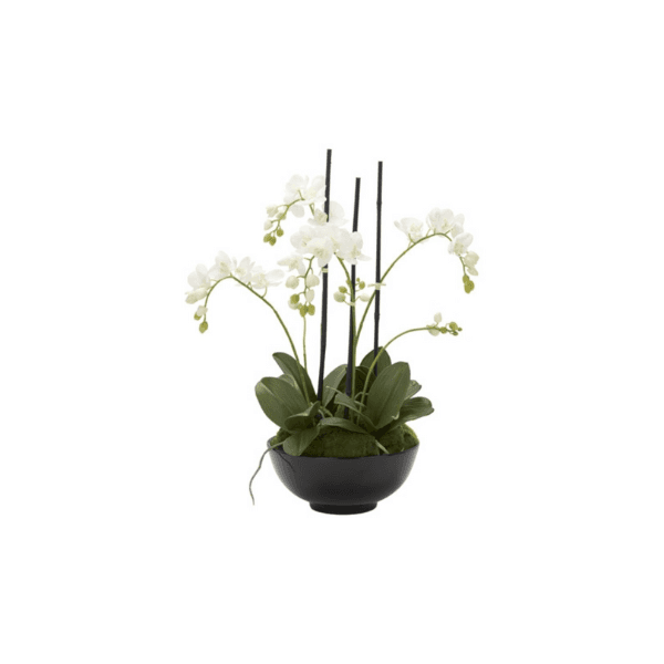 Orchid Planter 2