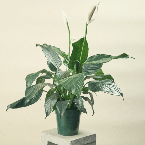 Spathiphyllum 2