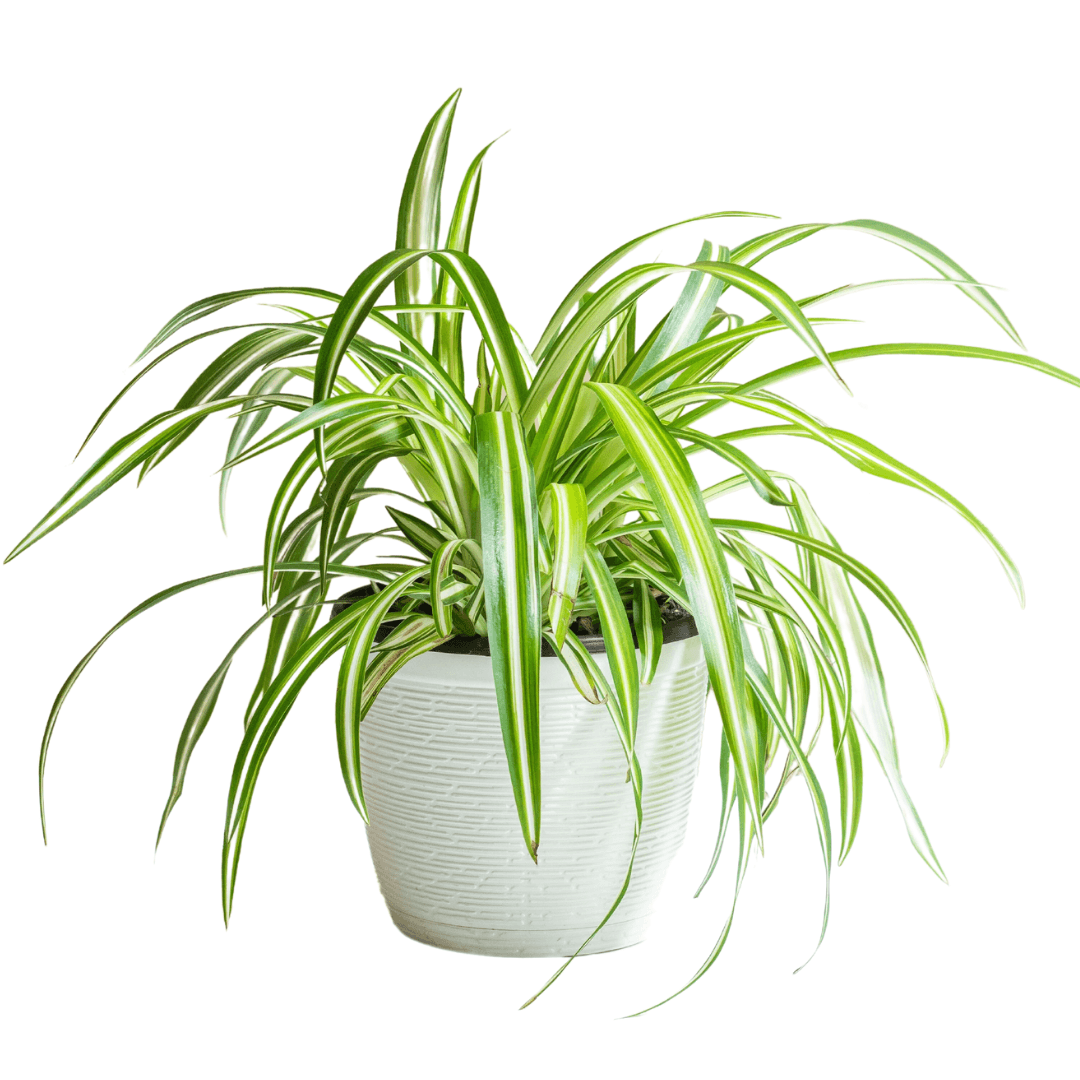 Spider Plant