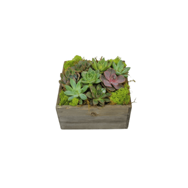 Succulent Box Planter