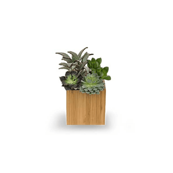 Table Top Succulent