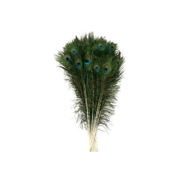 Peacock Feather