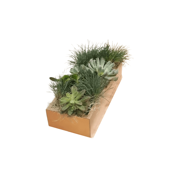 Succulent Planter